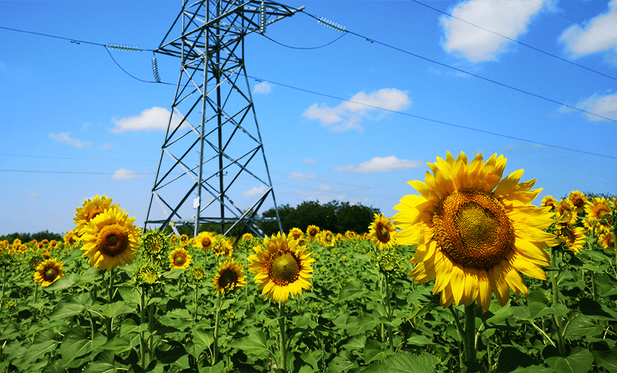 Natural capital